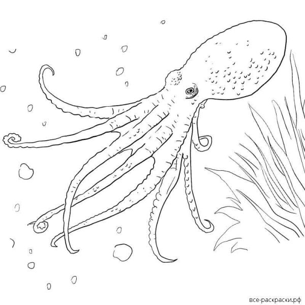 Головоногие моллюски рисунок