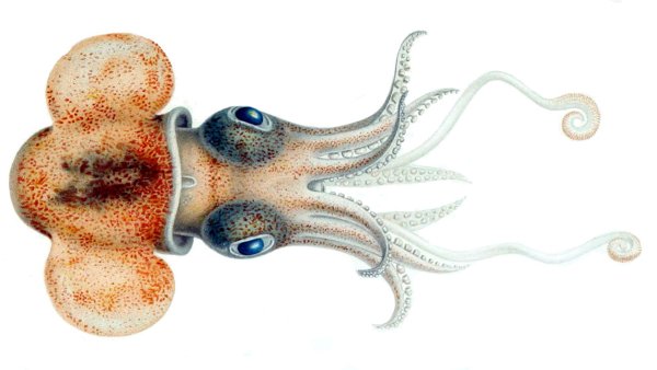 Головоногие Наутилус строение