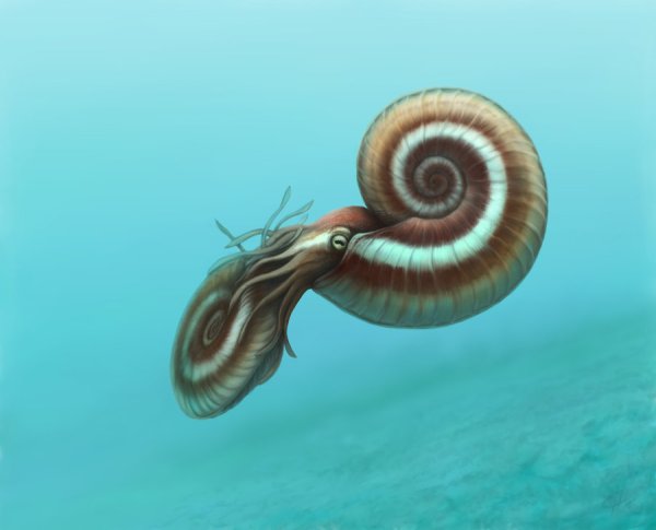 Аммониты головоногие моллюски