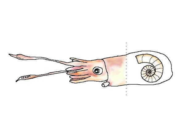 Головоногий моллюск спирула