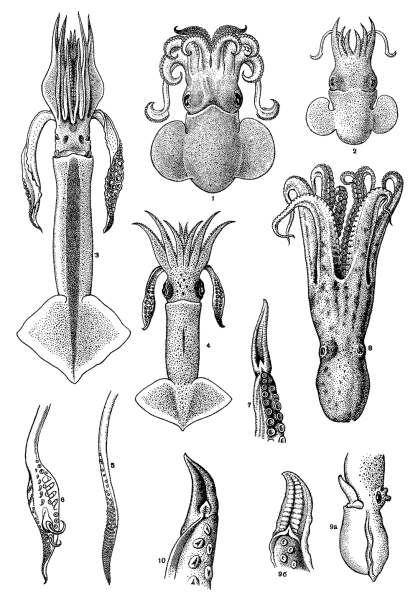 Головоногие моллюски кальмар