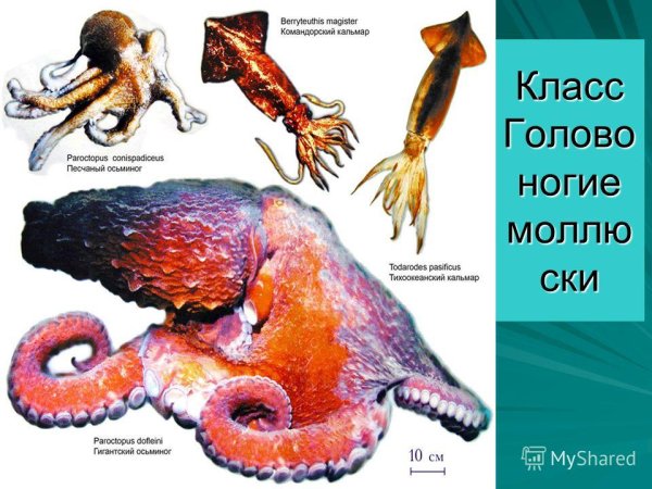 Головоногие моллюски представители