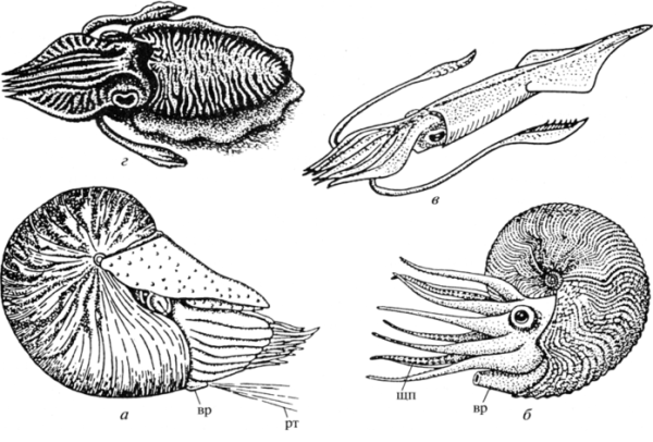 Головоногие моллюски строение