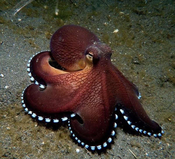 Спрут головоногий моллюск