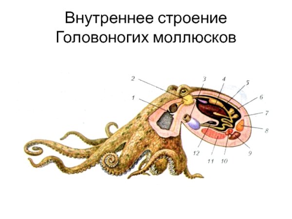 Внутреннее строение головоногих моллюсков