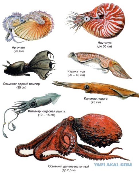 Осьминог Наутилус кальмар представители класса головоногие