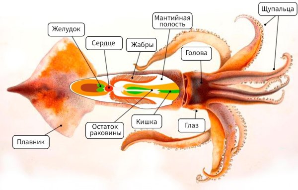 Схему внутреннего строения головоногого моллюска