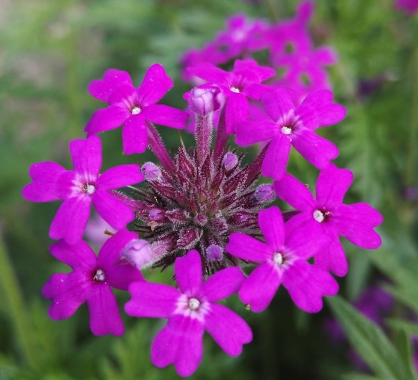 Вербена rigida