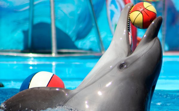 Flipper дельфинарий Севастополь Севастополь