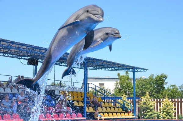 Дельфинарий пираты Карибского моря