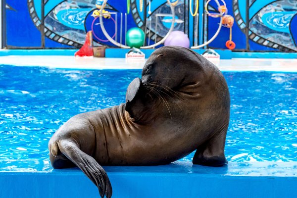 Flipper дельфинарий Севастополь Севастополь