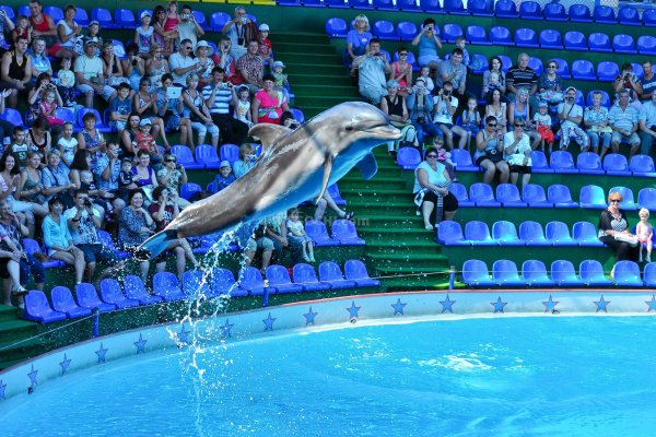 Приморский океанариум дельфины