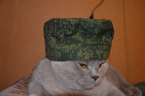 Котик военный картинки (44 фото)