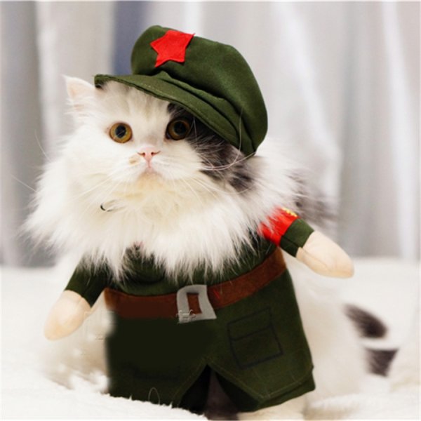 Кот в армейской форме