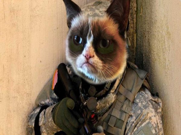 Военная кошка