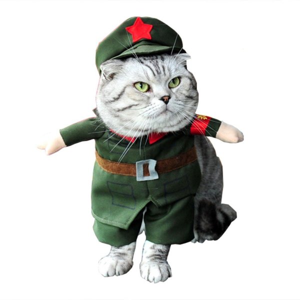 Котик в форме