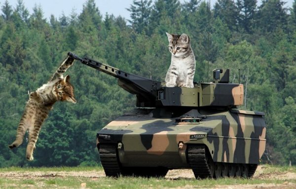 Кошка в военной форме