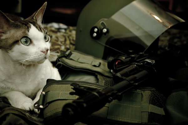Котенок в военной форме