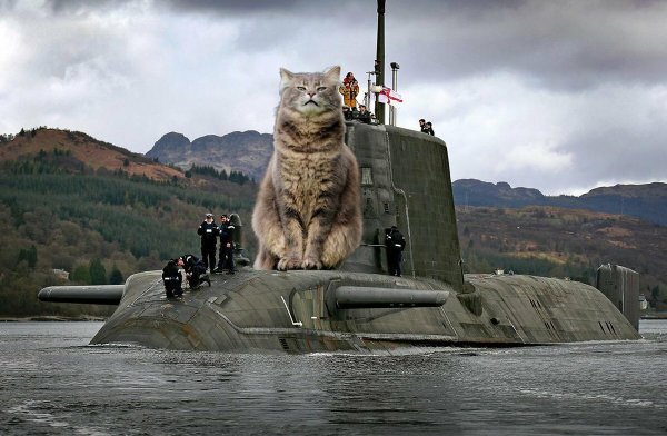Боевая кошка