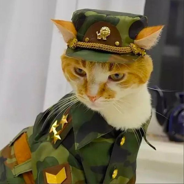 Армия кошек