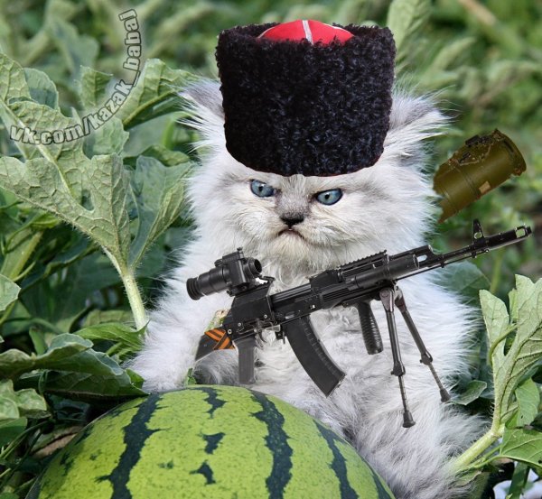 Кот в военной форме