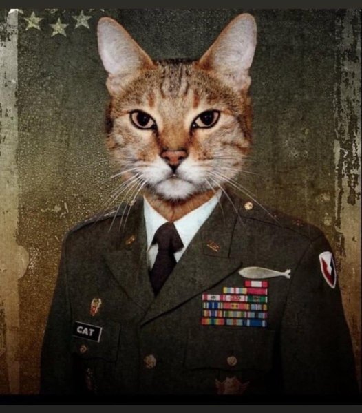 Александр Завалий коты