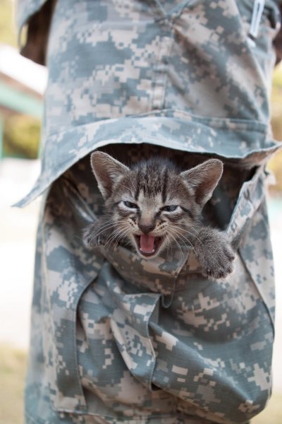 Боевой кот