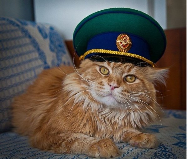 Кот военный