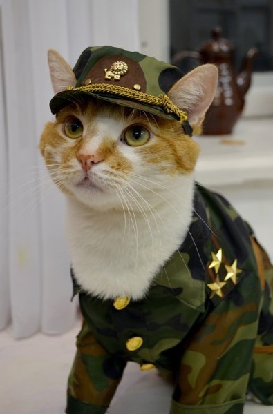 Боевой кот