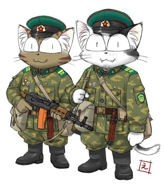 Кот солдат