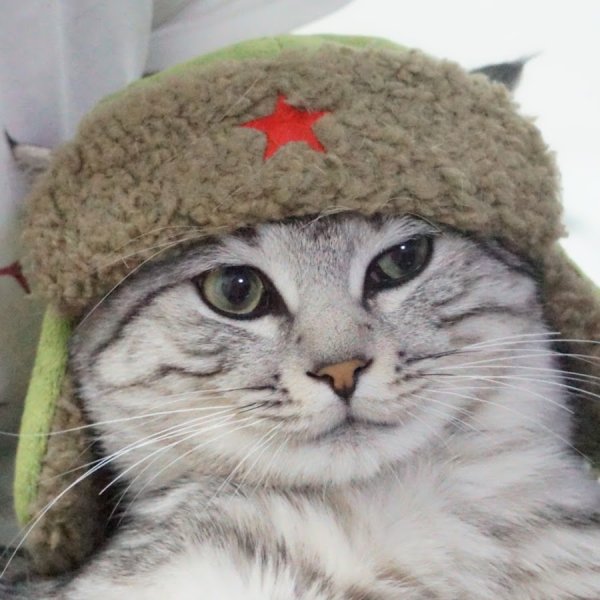 Милый котик в военной форме