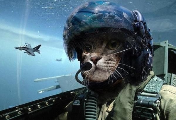 Боевой кот