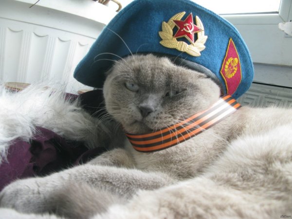 Кот десантник