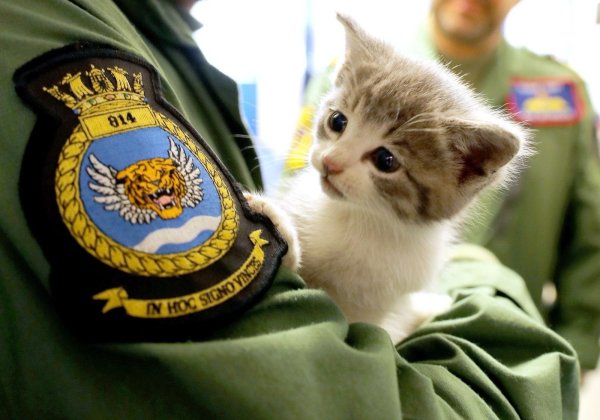 Кот военный