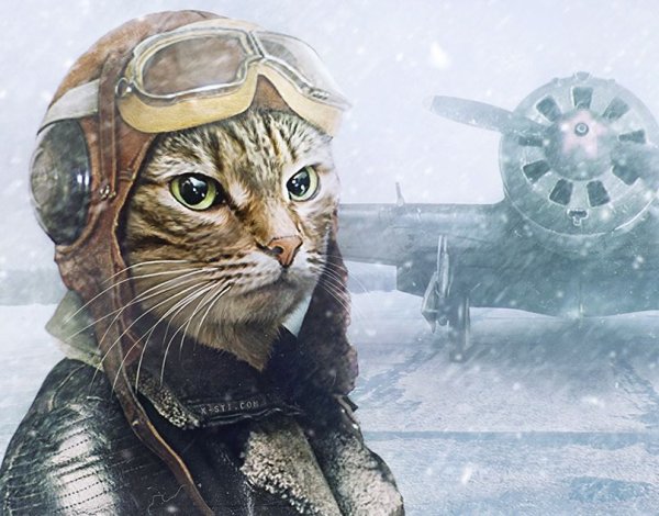 Кот летчик