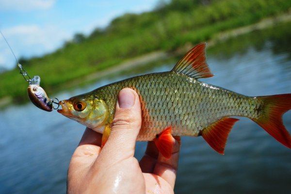 Красноперка Scardinius erythrophthalmus
