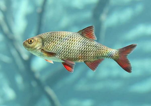 Красноперка Scardinius erythrophthalmus