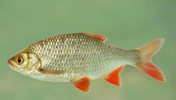 Scardinius erythrophthalmus