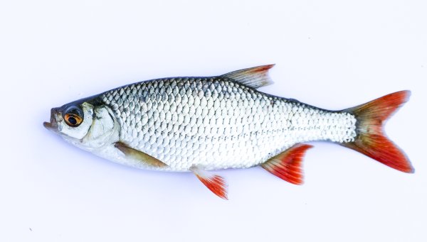 Красноперка Scardinius erythrophthalmus