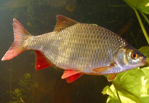 Красноперка Scardinius erythrophthalmus