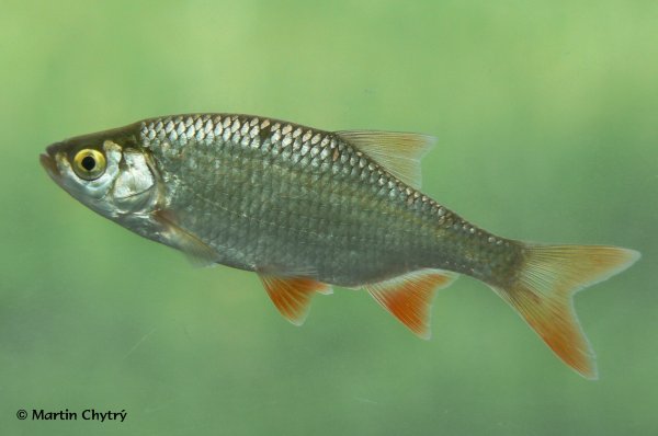 Красноперка Scardinius erythrophthalmus