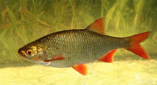 Красноперка Scardinius erythrophthalmus