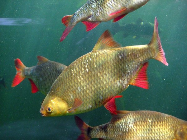 Красноперка Scardinius erythrophthalmus
