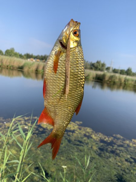 Красноперка Scardinius erythrophthalmus