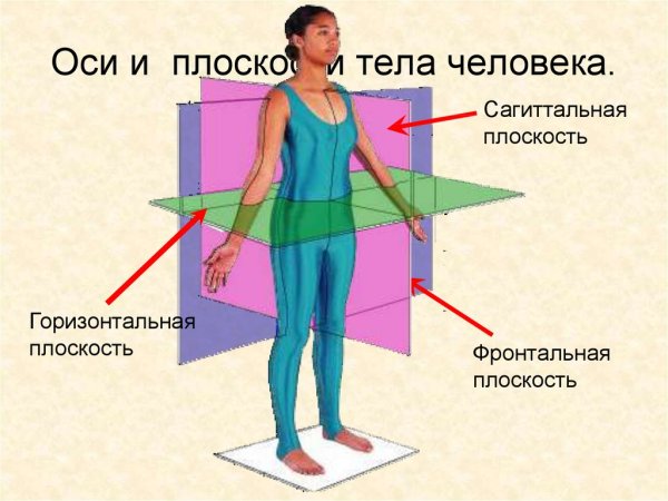 Анатомия плоскости и оси тела