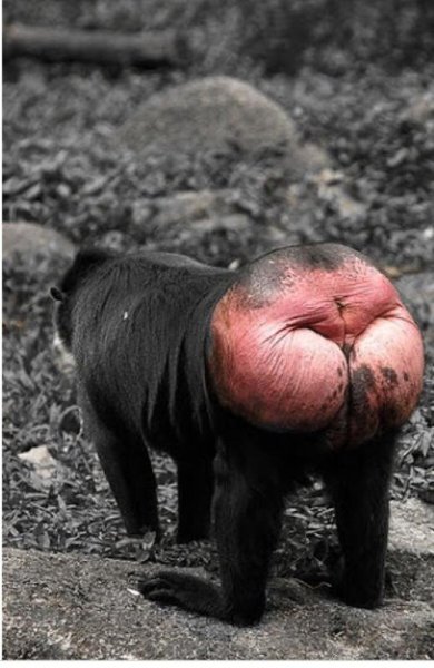 Рисунок попы