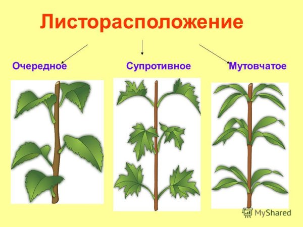 Расположение листьев очередное супротивное мутовчатое