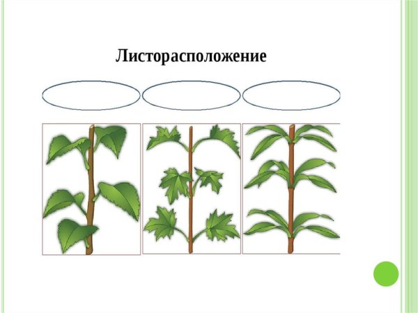 Типы листорасположения у растений