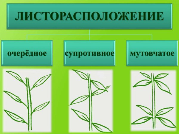 Супротивное мутовчатое