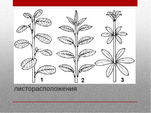 Листорасположение листьев биология